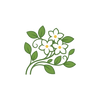 Jasmine